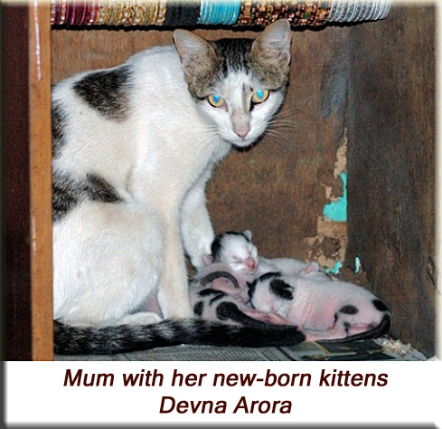 Devna Arora - Mum with her new-born kittens